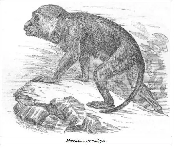 DESCRIPTIONThe leading features of this animal are its massive form its - фото 9