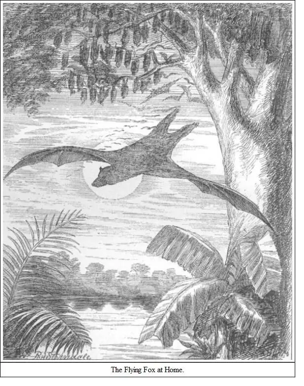 DESCRIPTIONHead and nape rufous black neck and shoulders golden yellow the - фото 13