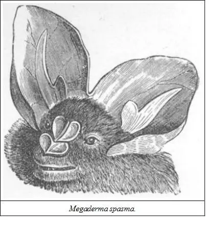 DESCRIPTIONMuzzle earconch and tragus similar to those of M lyra the - фото 17