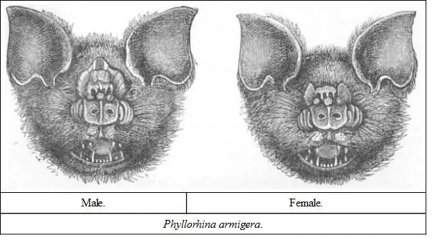 DESCRIPTIONThe hinder erect noseleaf narrow not so broad as the horseshoe - фото 20