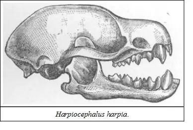 SIZEHead and body 3 inches tail 1½ inch expanse 14 Hodgson who - фото 26