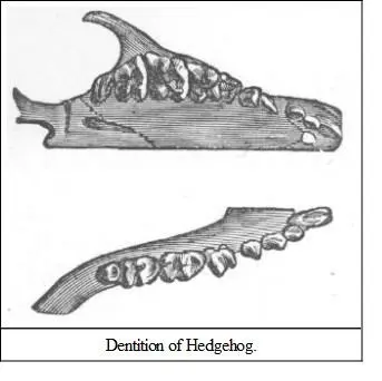 The molar teeth broad the hinder ones nearly square the tubercles on their - фото 31
