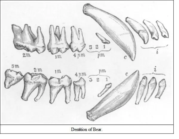 The bears differ from the dogs and cats widely in form and manner and diet - фото 38