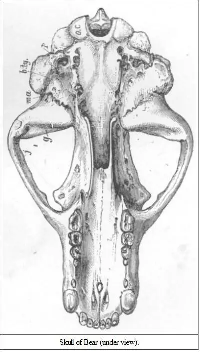There is also another peculiarity in the bears skull as compared with the - фото 39