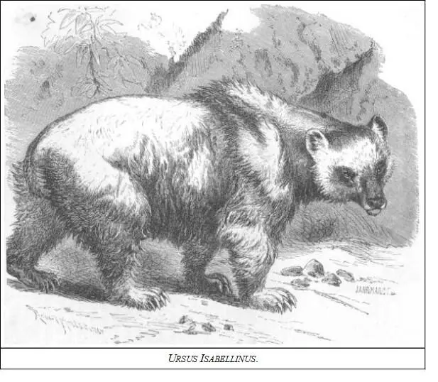 DESCRIPTIONA yellowishbrown colour varying somewhat according to sex and - фото 40