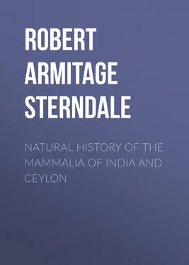 Robert Armitage Sterndale Natural History of the Mammalia of India and Ceylon обложка книги