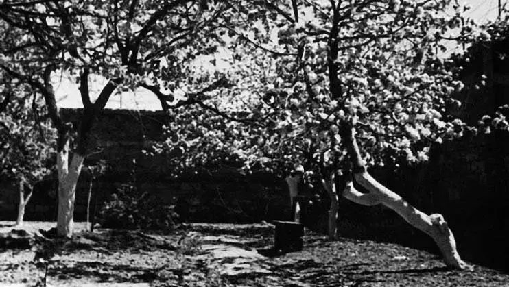 Уголок сада в доме Филатовых Одесса 1946 г Владимир Петрович Филатов на - фото 275