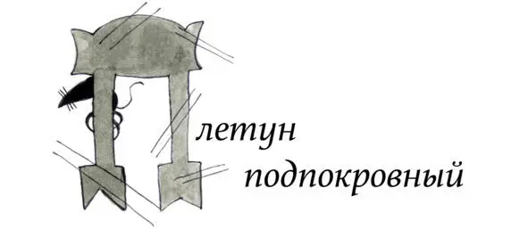 Обросшие сальной шерстью эти существа ведут ночной образ жизни Они плетут - фото 3