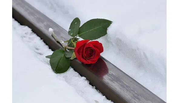 Роза лежит на снегу Роза лежит на снегу Роза лежит на снегу Живет - фото 4
