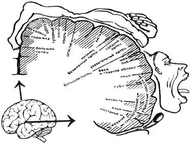W Penfield Sensitive homunculus Homunculus is a symbolic representation - фото 25