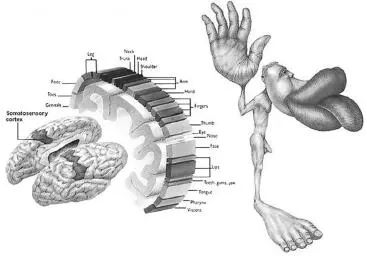 Homunculus Somatosensory cortex We do love kissing because the mouth has a - фото 26