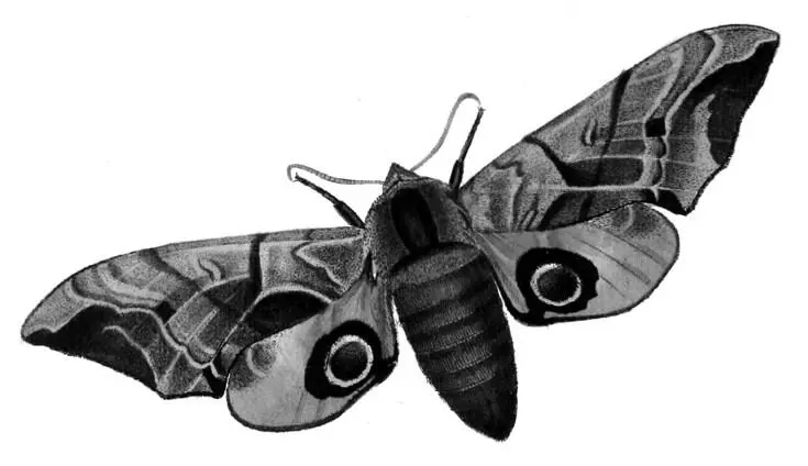 Бабочка бражник Smerinthus ocellata Иллюстрация из книги John Curtis British - фото 6
