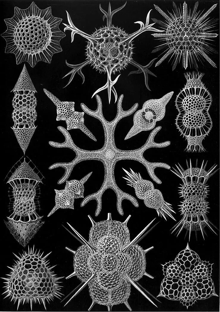 Гравюра из книги Эрнста Геккеля Красота форм в природе 1904 Ernst Haeckel - фото 9