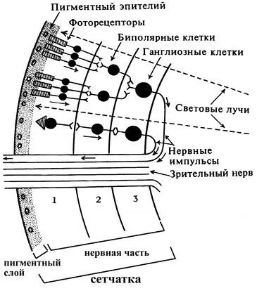 Схема структуры сетчатки человеческого глаза В глазу доминируют палочки - фото 11