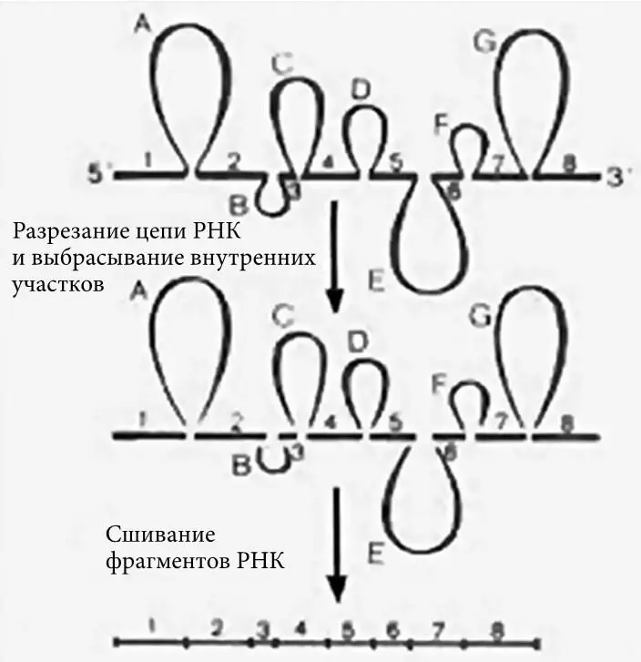 Сплайсинг РНК Интересно тут то что ДНК все время меняет конфигурацию Она все - фото 3