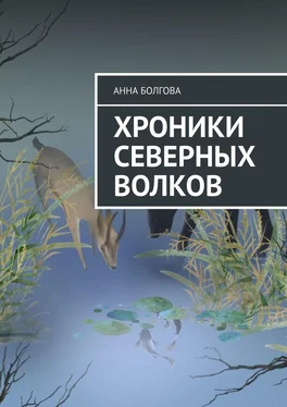 Анна Болгова Хроники северных волков обложка книги
