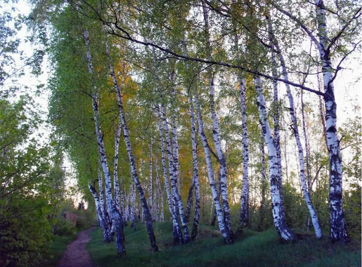 105 Купавна Наташиной рощей на дачу мы шли Конец ознакомительного - фото 2