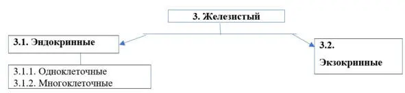 2 Строение и функции эпителиальной ткани Эпителиальные ткани имеют различную - фото 27