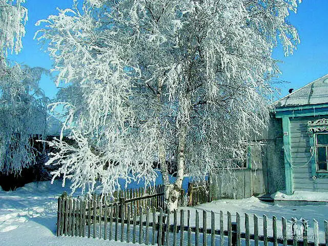 Токаревская берёза В памяти всплыли все места куда он нас водил И Косишная - фото 3