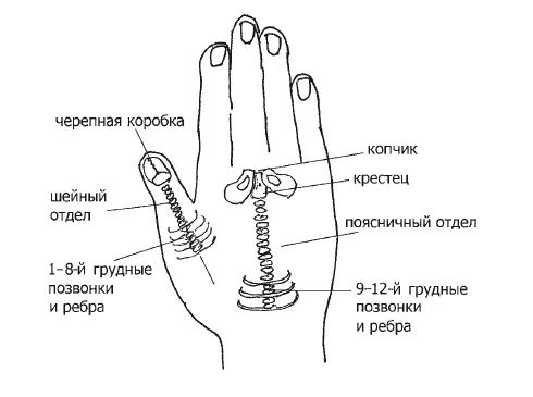 Рис 5 Техника обработки рефлексной зоны позвоночника и ребер такова 1 - фото 19