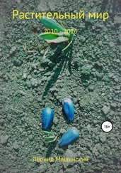 Леонид Машинский - Растительный мир