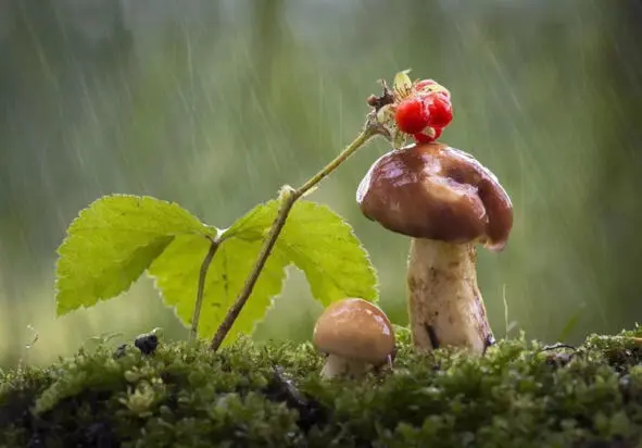 Во лесочке во лесочке Скачет дождик за грибочком За грибами за грибком - фото 3