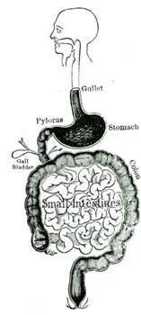 THE DIGESTIVE TUBE 3The Venuss flytrap has a very simple way of digesting - фото 5