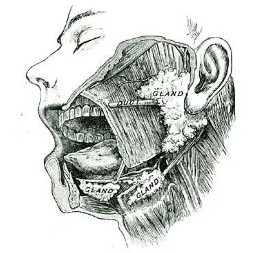 SALIVARY GLANDS 8 The Salivarysalivary GlandsThere are three pairs of - фото 7