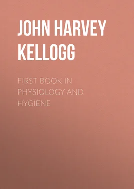 John Harvey Kellogg First Book in Physiology and Hygiene обложка книги