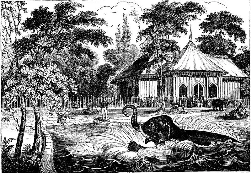THE ELEPHANT IN THE ZOOLOGICAL GARDENS REGENTS PARK The annexed Engraving - фото 1