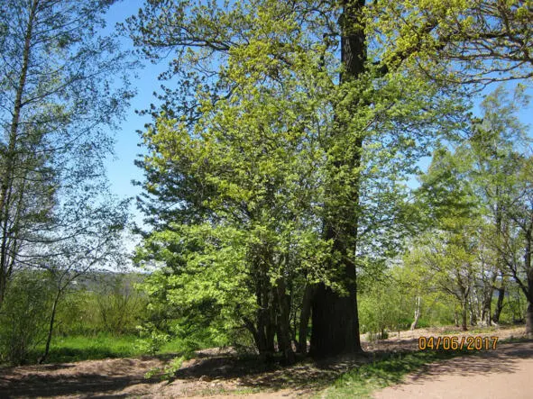 Mighty oak perhaps put by Peter Sea landscapes of the park The lake in the - фото 5