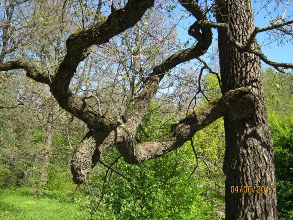 The oak veteran twisted by the Baltik winds but not broken The burden of - фото 10