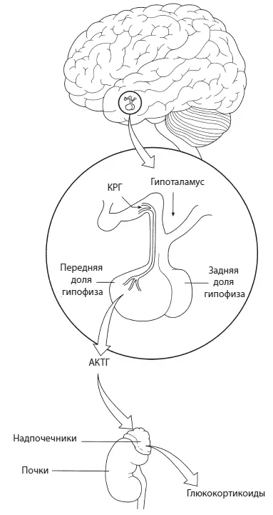 Рис 6Схема контроля секреции глюкокортикоидов Мозг обнаружил стрессор или - фото 6