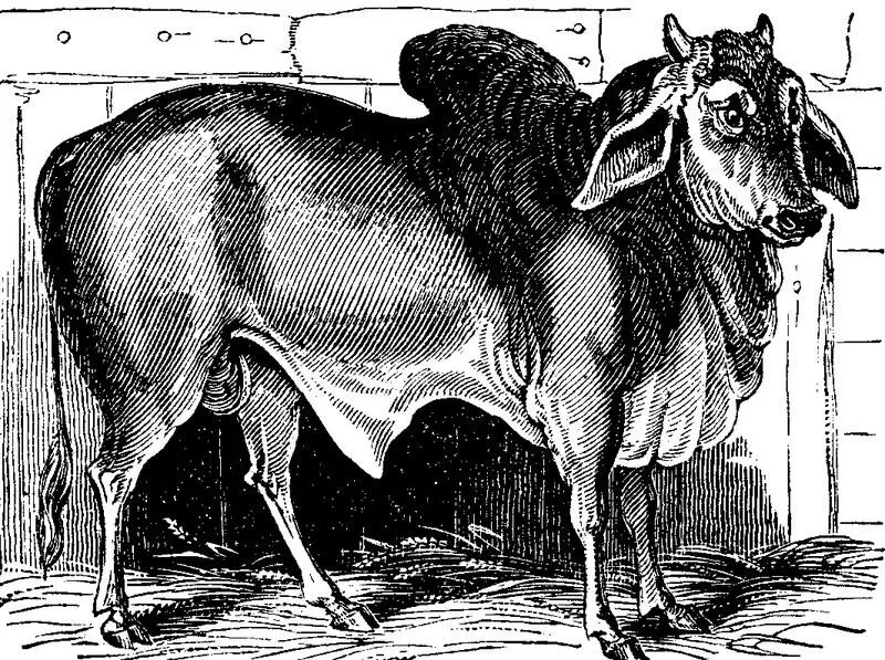 The Zoological Society possess several Zebus or Indian oxen These were - фото 1