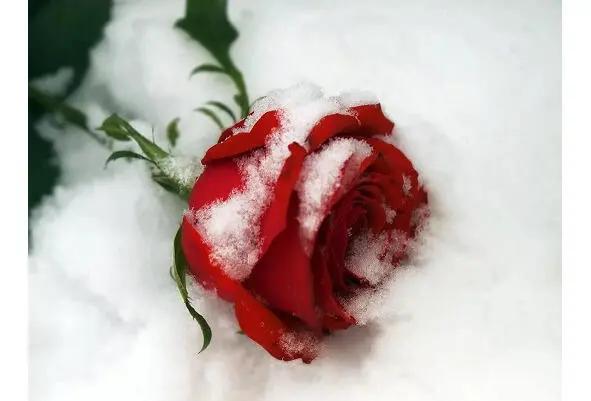 Роза на снегу какая жалость Всё что от любви твоей осталось На кусте вчера - фото 2