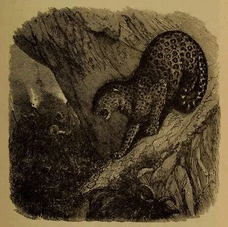 THE LEOPARD To deer and antelopes it is a terrible enemy and in spite of - фото 6