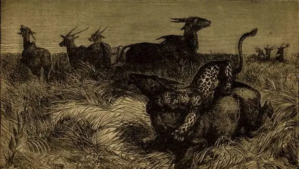 THE LEOPARD LEAPS UPON HIS PREY As an instance of the cunning which seems - фото 7