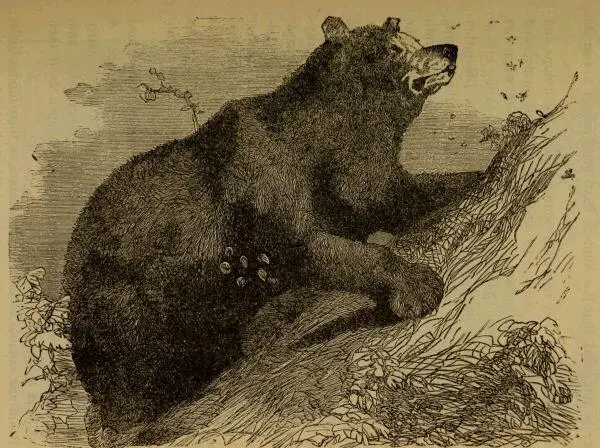 SEEKING AN OUTLOOK To all animals that rear their young is given a sublime and - фото 21
