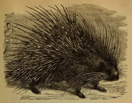 THE PORCUPINE Presumed identity of the Kippôd with the PorcupineHabits of the - фото 23