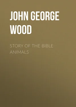 John George Wood Story of the Bible Animals обложка книги