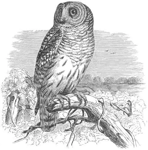 Syrnium nebulosum Habits The Barred Owl has an extended range having been - фото 12
