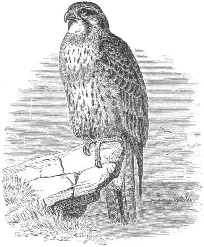 Falco polyagrus The var polyagrus compared with var lanarius is much - фото 96