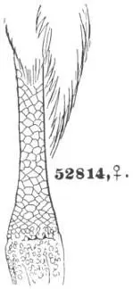 52814 F rufigularis nat size 51293 ½ F aurantius 51293 - фото 99