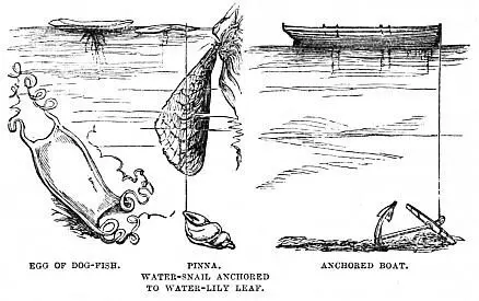 The natural cable which will first suggest itself is evidently that of the - фото 5