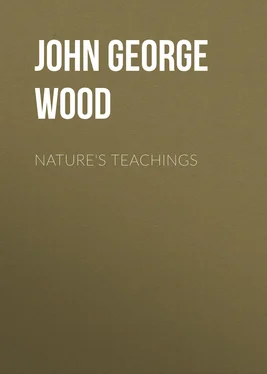 John George Wood Nature's Teachings обложка книги