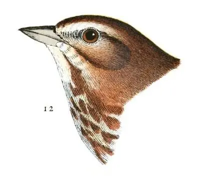 12 Melospiza guttata Washington Ter 13 Melospiza lincolni Pa 937 Their - фото 12