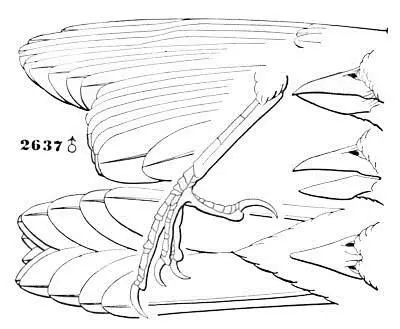 Melospiza melodia 2637 Gen Char Body stout Bill conical very obsoletely - фото 14