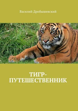 Василий Дробышевский Тигр-путешественник обложка книги