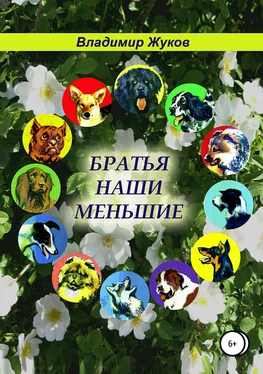 Владимир Жуков Братья наши меньшие обложка книги