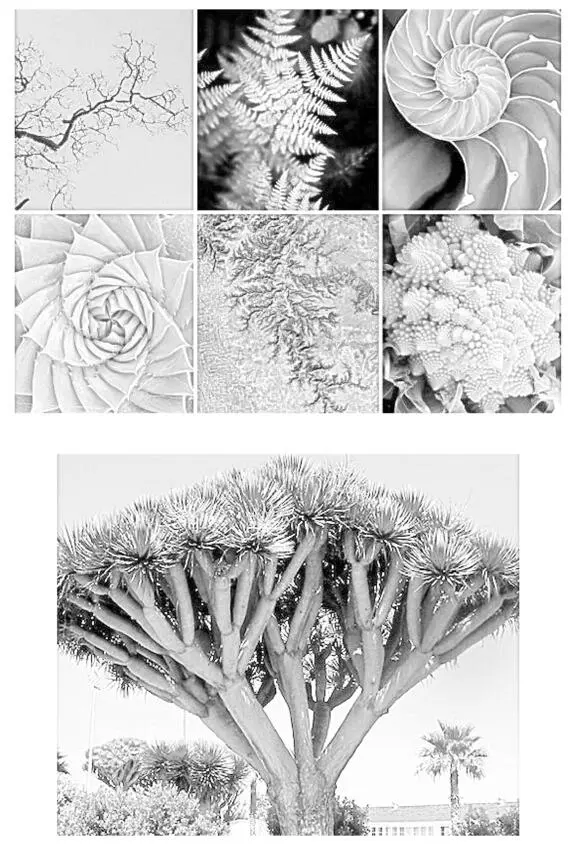 We can see how diverse nature is in its manifestation and how effectively all - фото 41